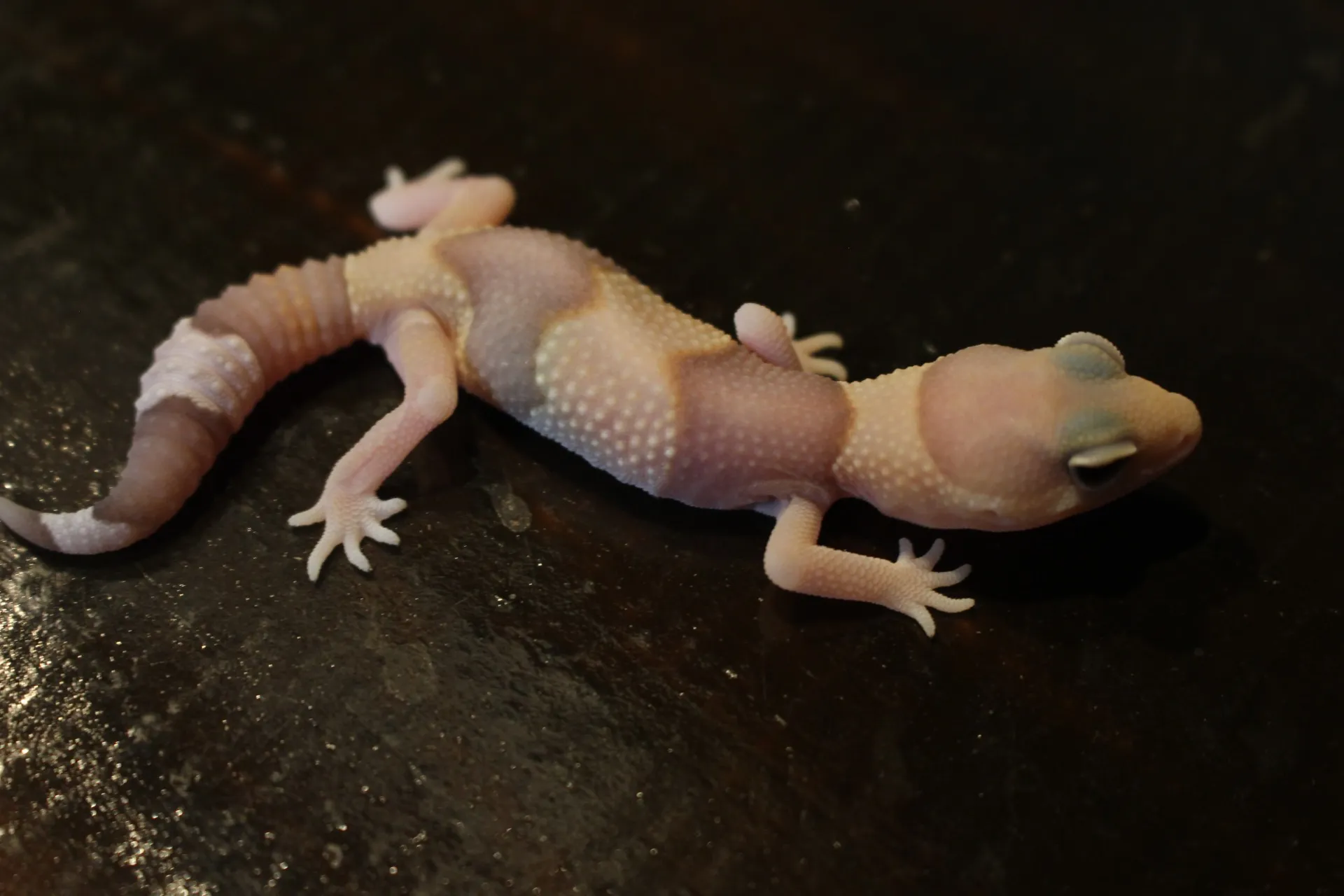 ニシアフリカトカゲモドキ