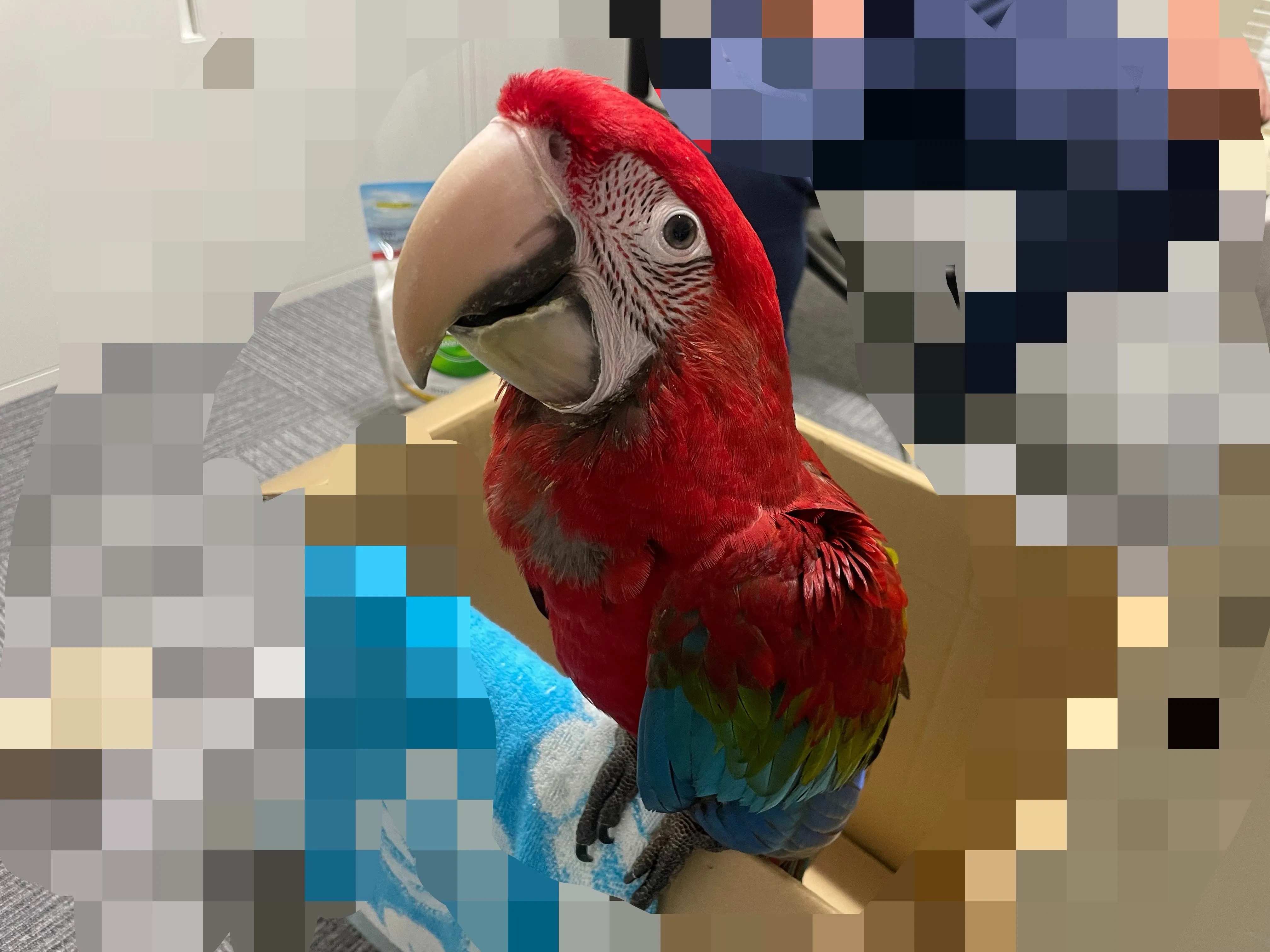 ベニコンゴウインコ
